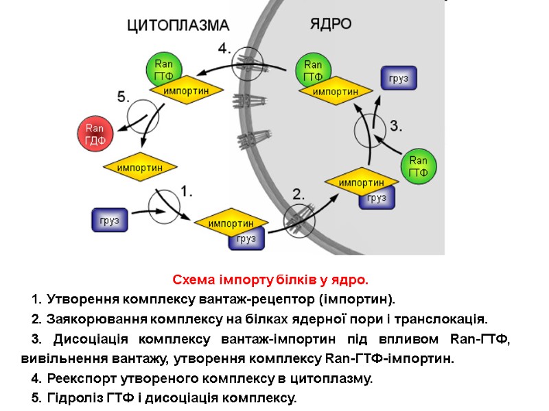 Схема імпорту білків у ядро.  1. Утворення комплексу вантаж-рецептор (імпортин).  2. Заякорювання